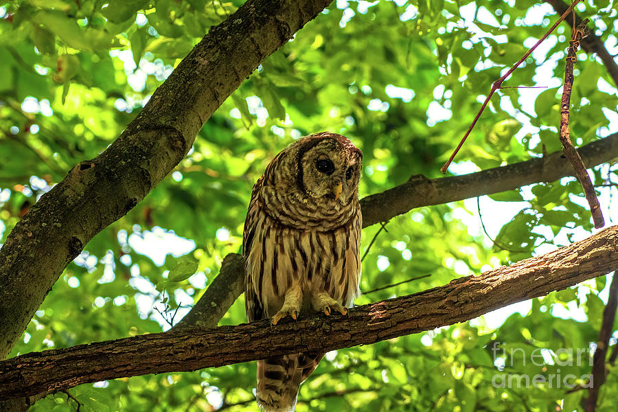 Shady Spot For Barred Photograph by Jennifer Jenson - Fine Art America