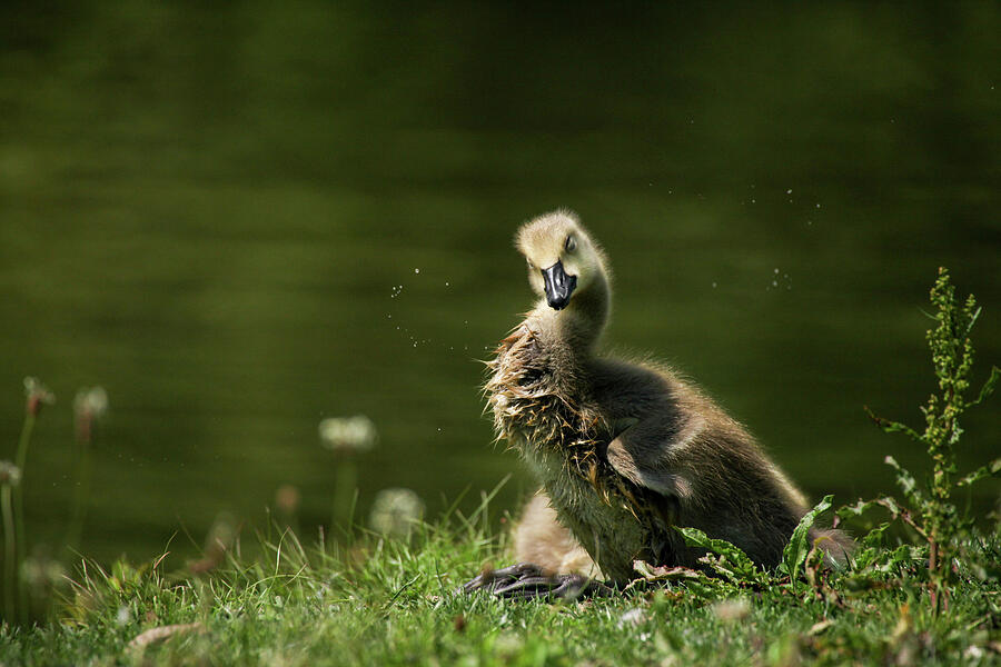 Goose Photograph - Shaking It Off #1 by Karol Livote