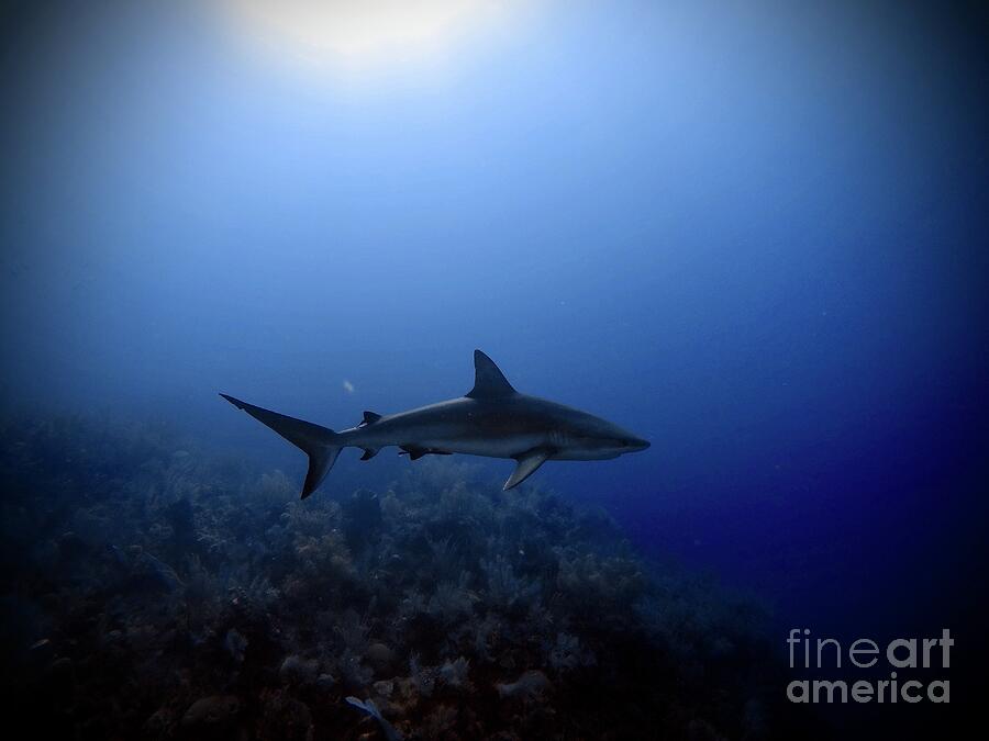 Shark #2 Photograph by Kip Vidrine
