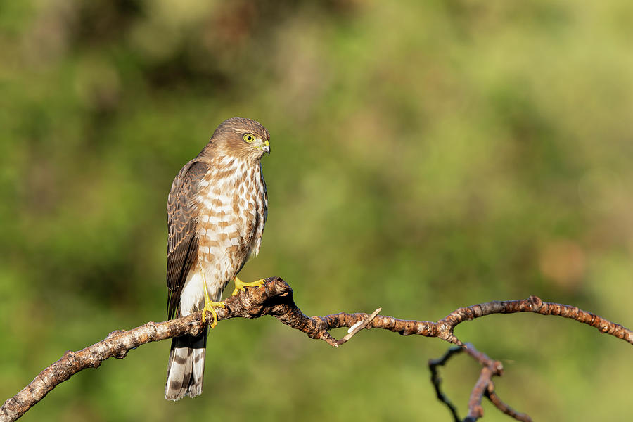 Sharp-shinned Hawk Photograph by Jan Luit - Fine Art America