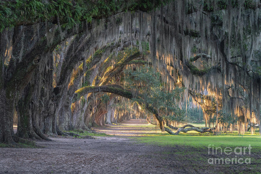 Sheldon's Tomotley Plantation 1 #1 Photograph by Maria Struss ...