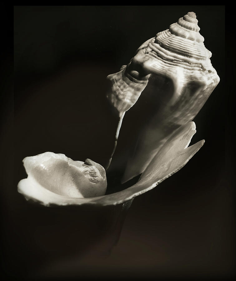 Shell #1 Photograph by John Anderson