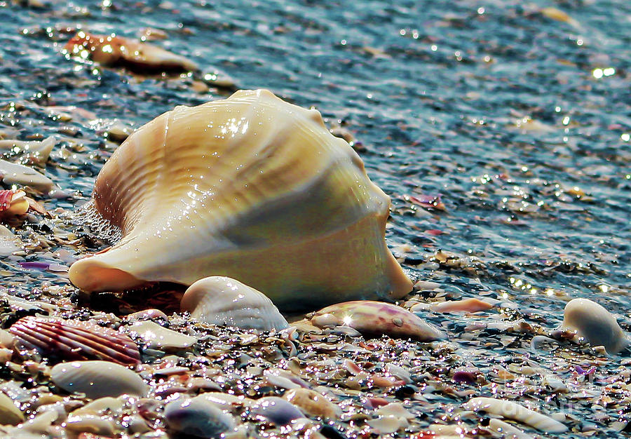 Shells and sparkles #1 Photograph by Joanne Carey
