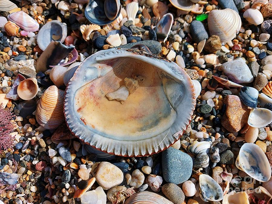 Shells on the beach in Benalmadena #3 Photograph by Chani Demuijlder