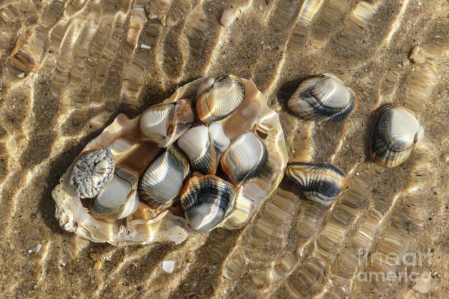 Shells Under The Sea Level Photograph