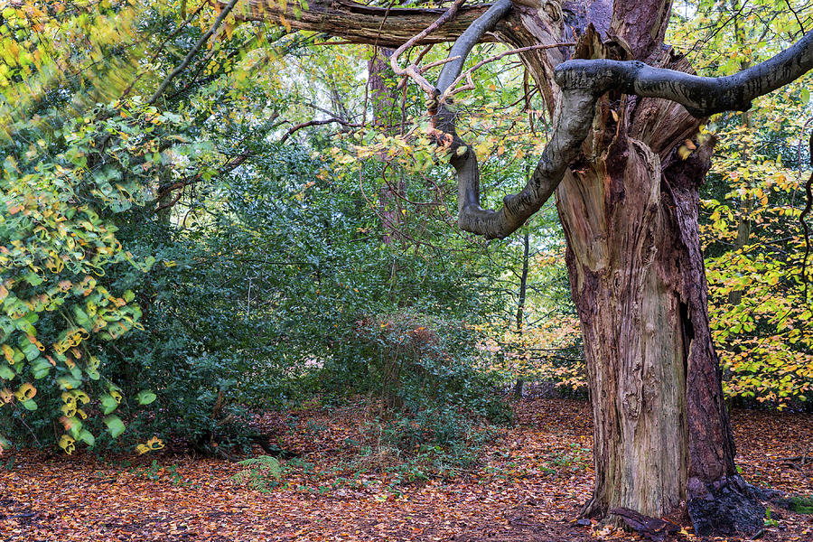 Surrey Hills Photograph - Shere common by Nick Lewis Surrey Hills Photograph - Shere common by Nick Lewis