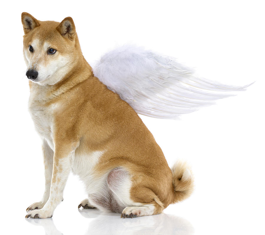 Shiba Inu Dog with angel wings, studio shot #1 Photograph by Chris Stein