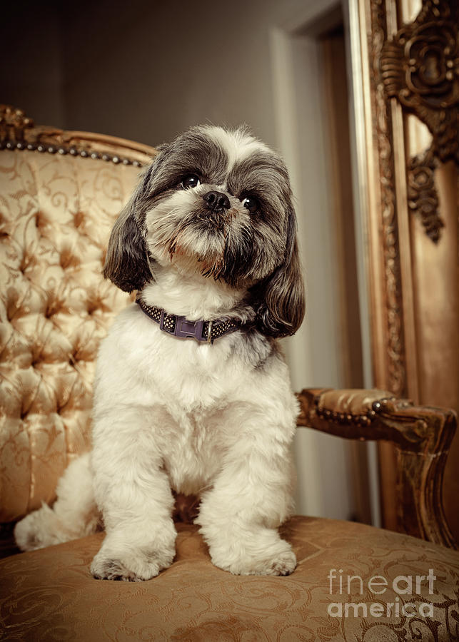 Dog Sitting On Chair Photograph by Amanda Elwell - Fine Art America