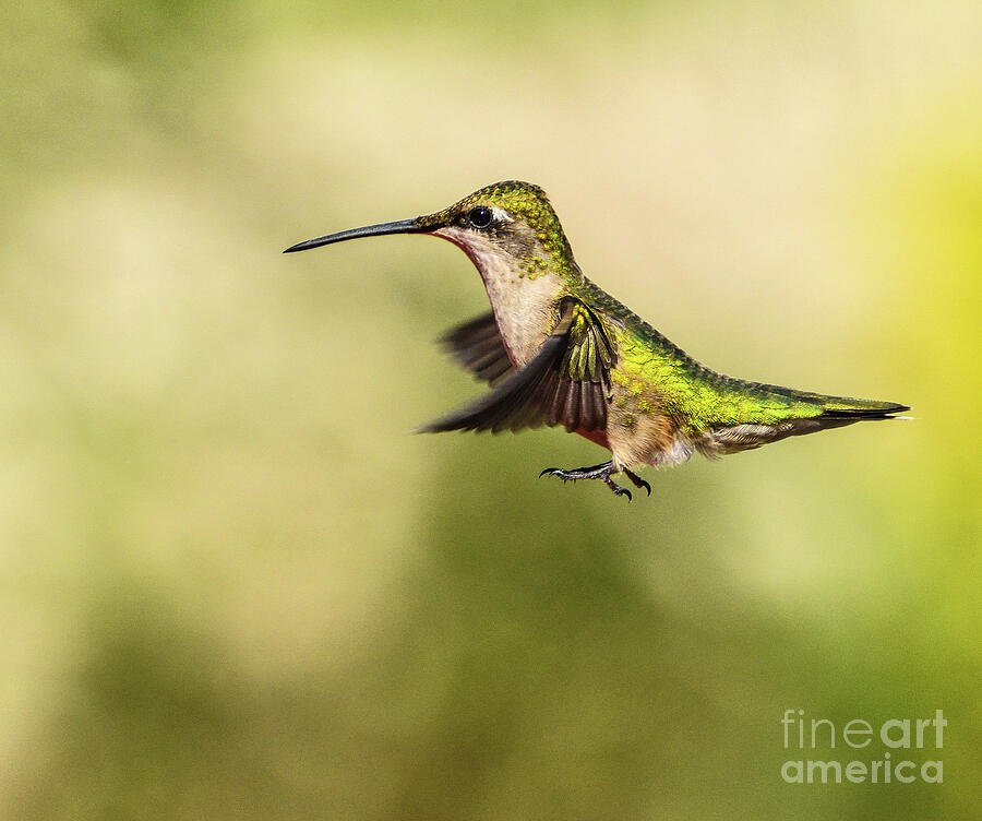 Ruby-throated Hummingbird Is Shimmering Photograph
