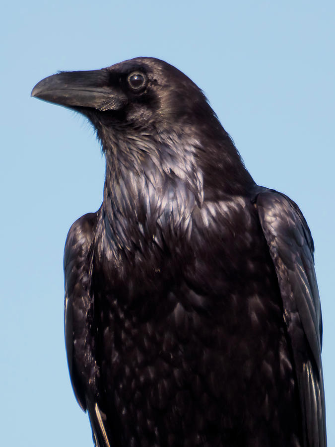 Shiny Crow Photograph by Roger Worden - Fine Art America