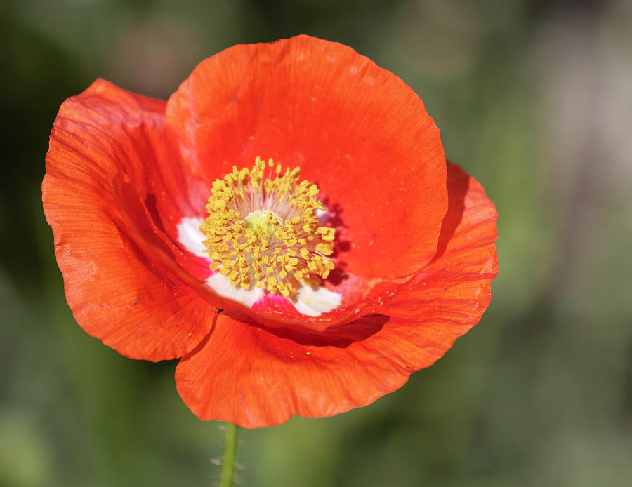 Shirley Poppy 2019-5 #1 Photograph by Thomas Young