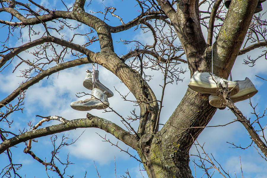 Shoe Tree by Cate Franklyn Shoe Tree by Cate Franklyn