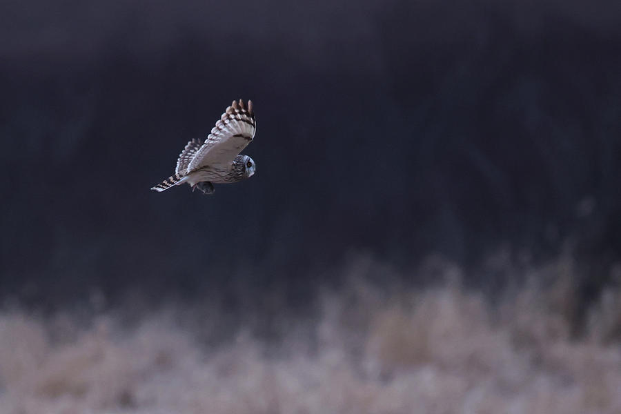 Short Eared Owl #1 Photograph by Brook Burling