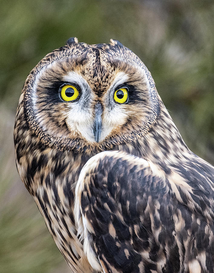 Short-eared Owl #2 Photograph by Dawn Key