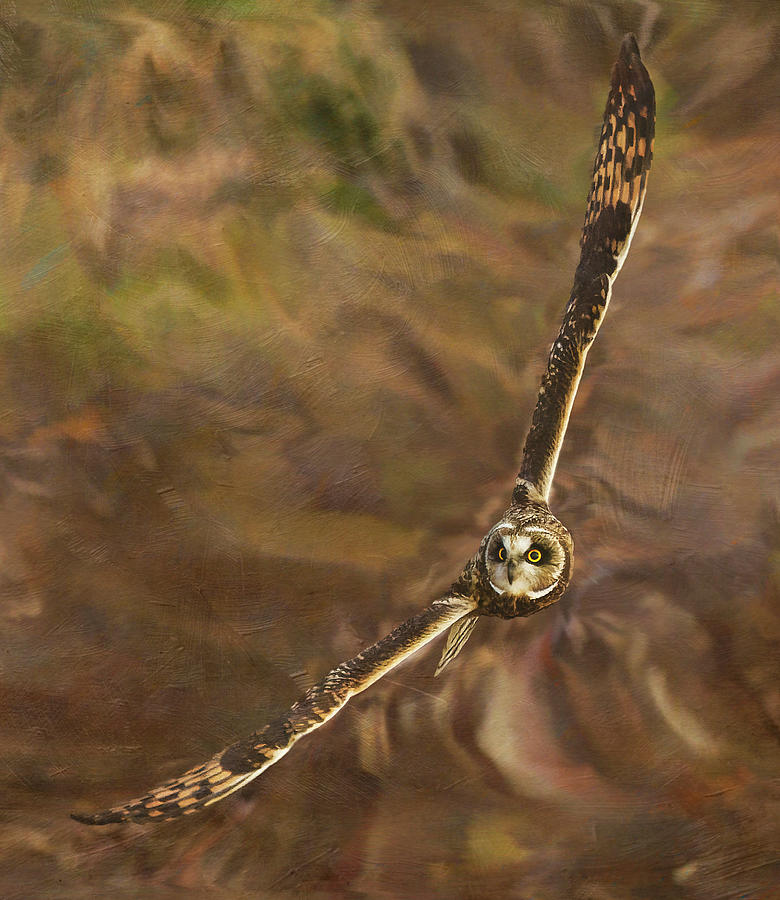 Short Eared Owl Flight #1 Photograph by Angie Vogel