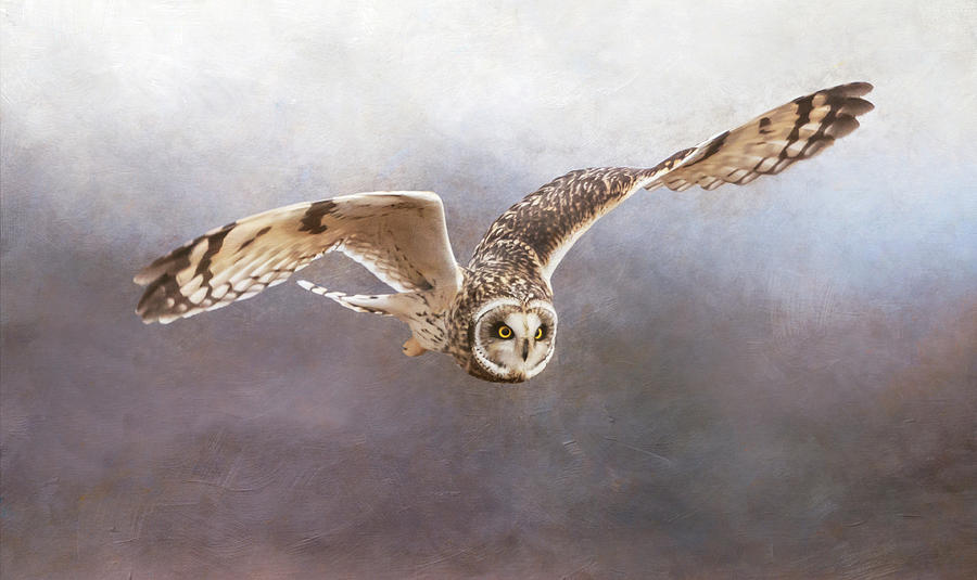 Short Eared Owl in Flight #1 Photograph by Angie Vogel