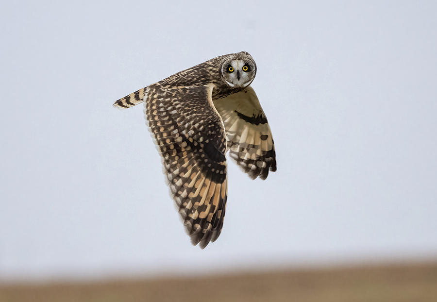 Bird Photograph - Short-eared Owl on the Hunt #1 by Julie Barrick