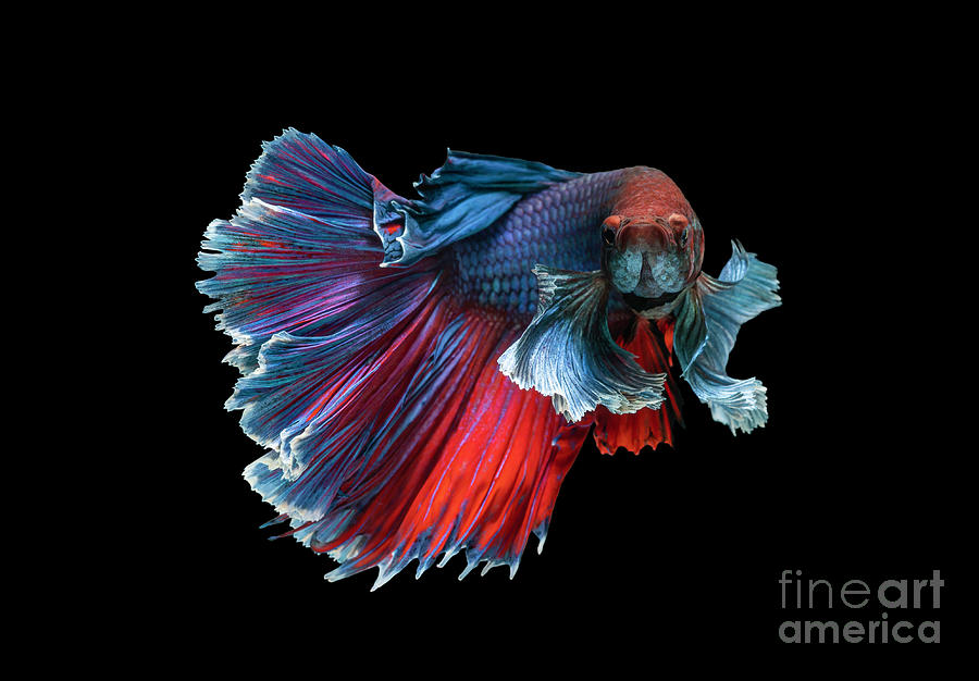 Siamese fighting fish movement on black background. #6 Photograph by Tosporn Preede