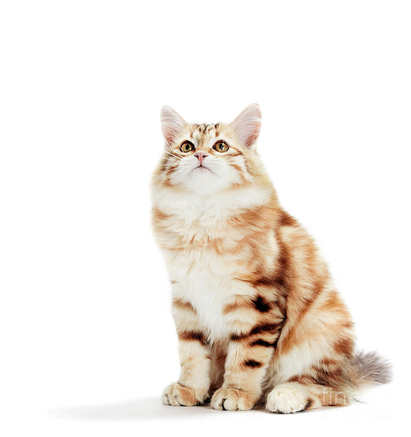 Siberian Cat, A Kitten Sitting And Looking Up. Photograph