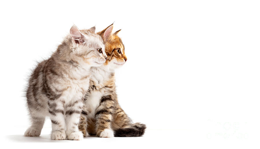 Siberian cats two kittens on white background Photograph by Michal ...