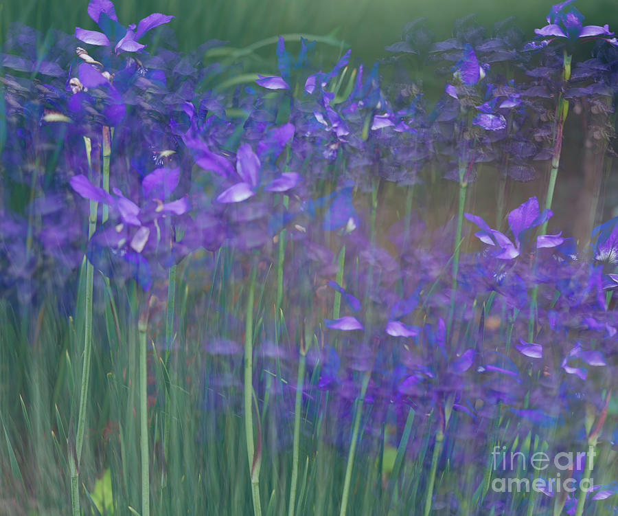 Siberian Irises #1 Photograph by Ann Jacobson
