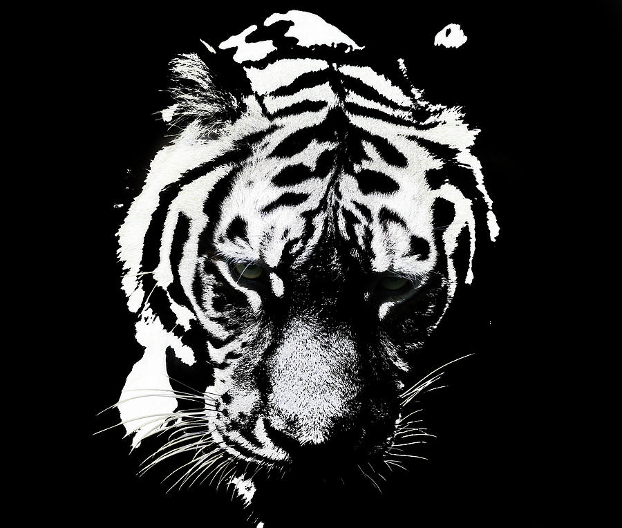 Siberian tiger Black Digital Art by Roger Lighterness - Fine Art America
