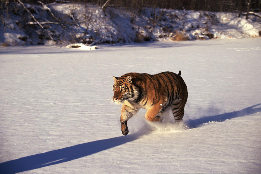 Siberian tiger running through snow #1 Photograph by Comstock Images