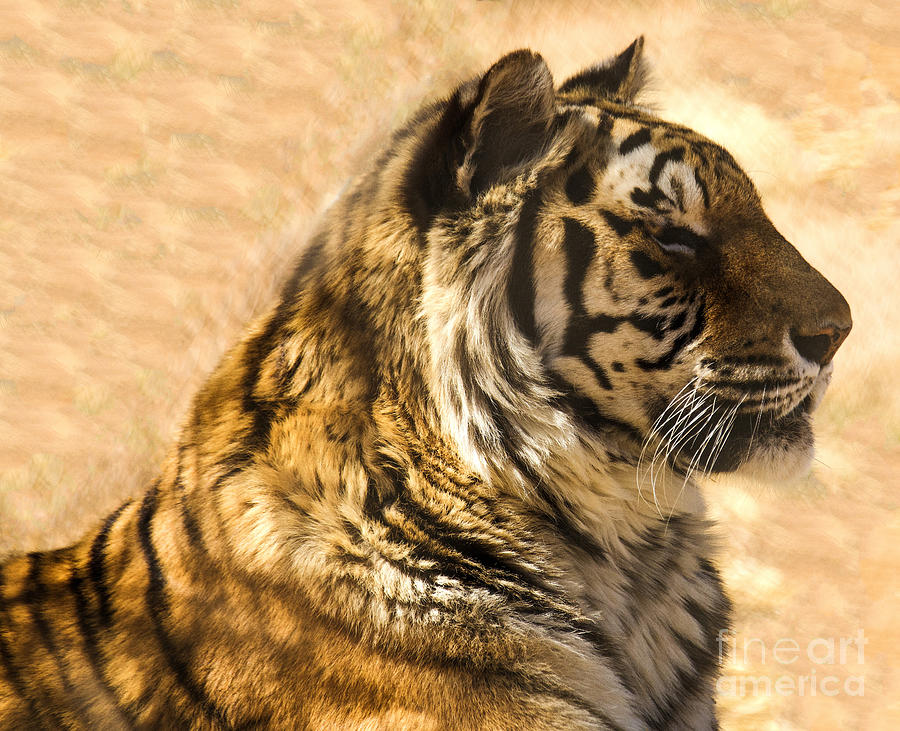 Siberian Tiger #1 Digital Art by Tammy Keyes