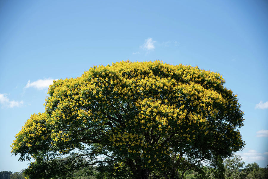 Sibipiruna tree Caesalpinia peltophoroides with yellow flowers ...