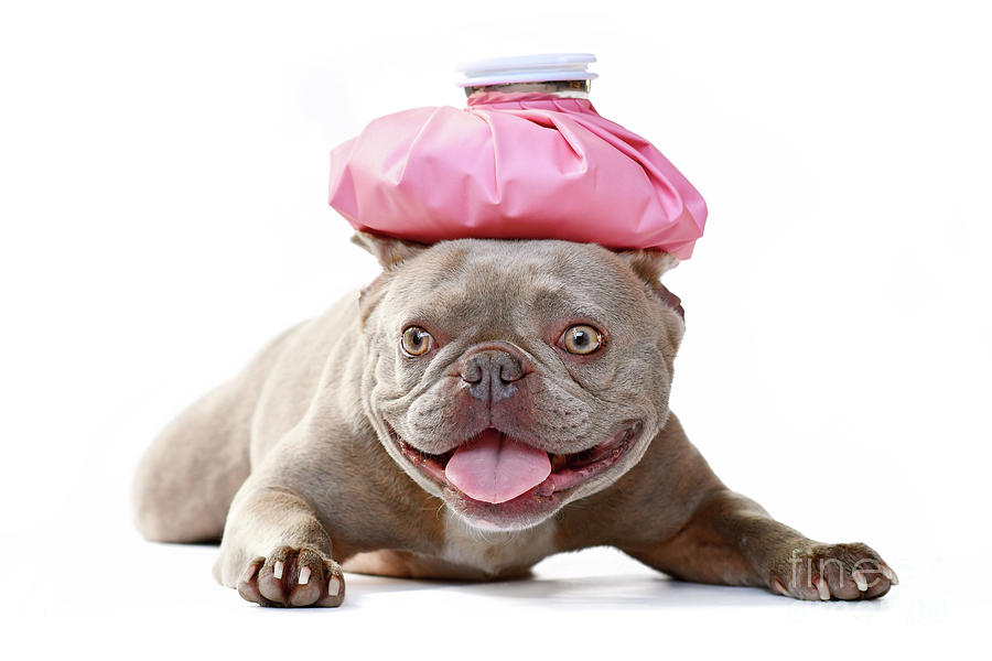 Sick lilac French Bulldog dog with ice bag on head Photograph by Firn