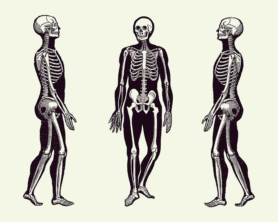 Side View Skeleton - Vintage Anatomy Print 2 #1 Drawing by Vintage Anatomy Prints