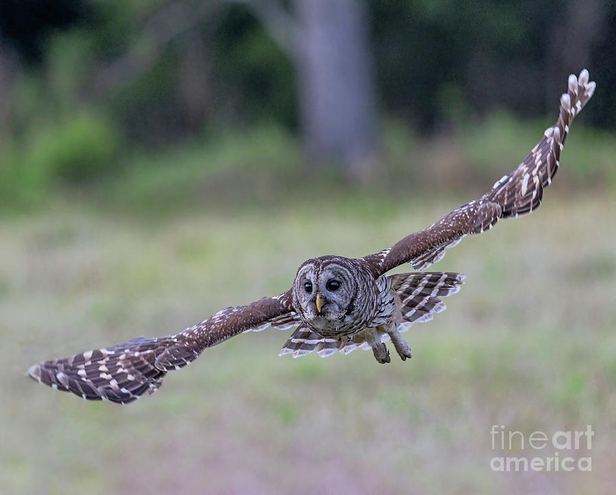 Silent Flight Photograph by Dale Erickson Fine Art America