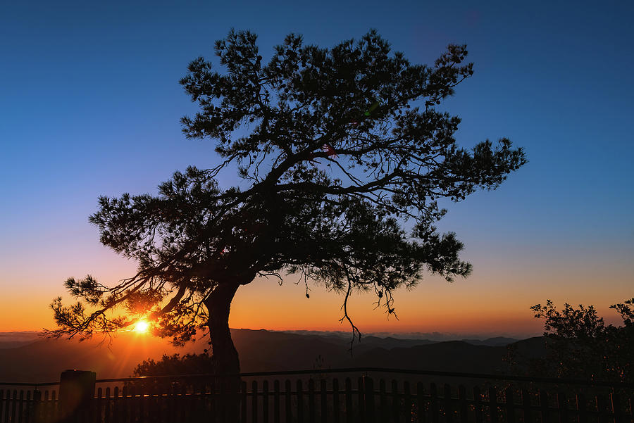 Silhouette of a forest pine tree during blue hour with bright sun at sunset. #1 Photograph by Michalakis Ppalis