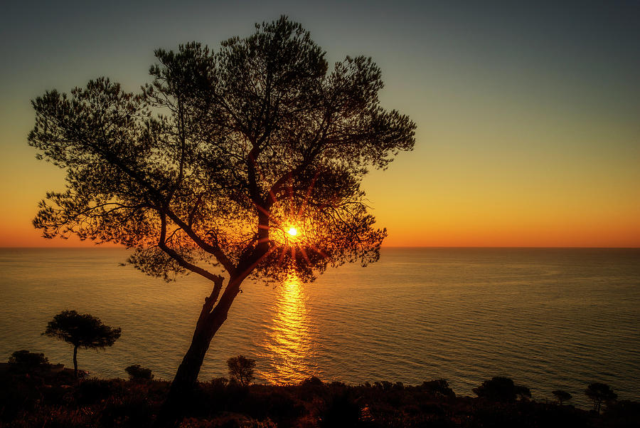 Oropesa Photograph - Silhouette Of A Lonely Tree By The Sea by Vicen Photography Oropesa Photograph - Silhouette Of A Lonely Tree By The Sea by Vicen Photography