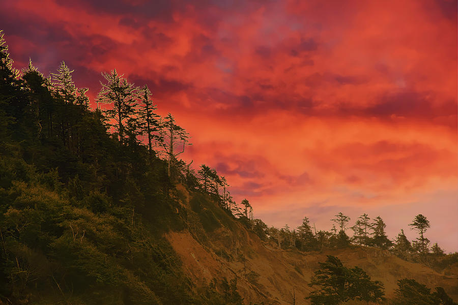 Silhouette of conifer against  seacoast #1 Photograph by Steve Estvanik
