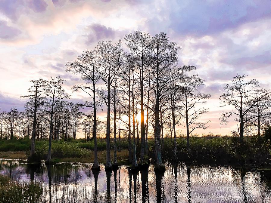 Silhouette of cypress trees and bayou during sunset in the swamp ...