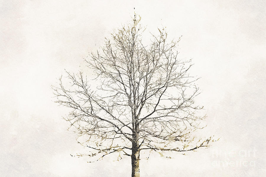 Silhouette Of Dry Oak Tree Digital Art