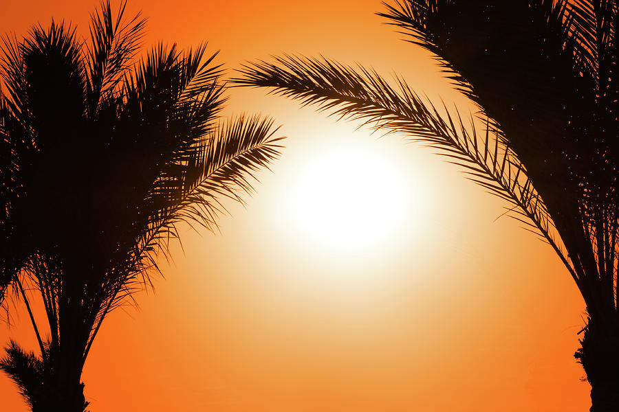 Silhouette Of Palm Tree Against Sun #1 Photograph by Mikhail Kokhanchikov