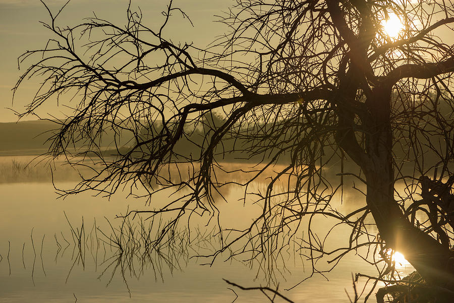 Guadiana Photograph - Silhouette Of The Branches Of A Tree By The River At Sunrise by Vicen Photography Guadiana Photograph - Silhouette Of The Branches Of A Tree By The River At Sunrise by Vicen Photography