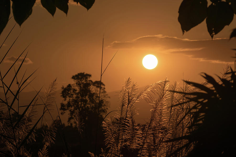 Silhouette Scenery Of Grass Flowers With Background Of Sunset Sk