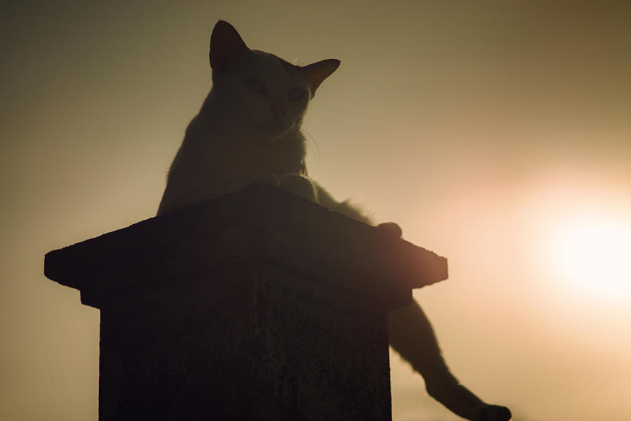 Silhouette Thai Cat Sitting On Pillar With Sunset Light #1 Photograph by IttoIlmatar
