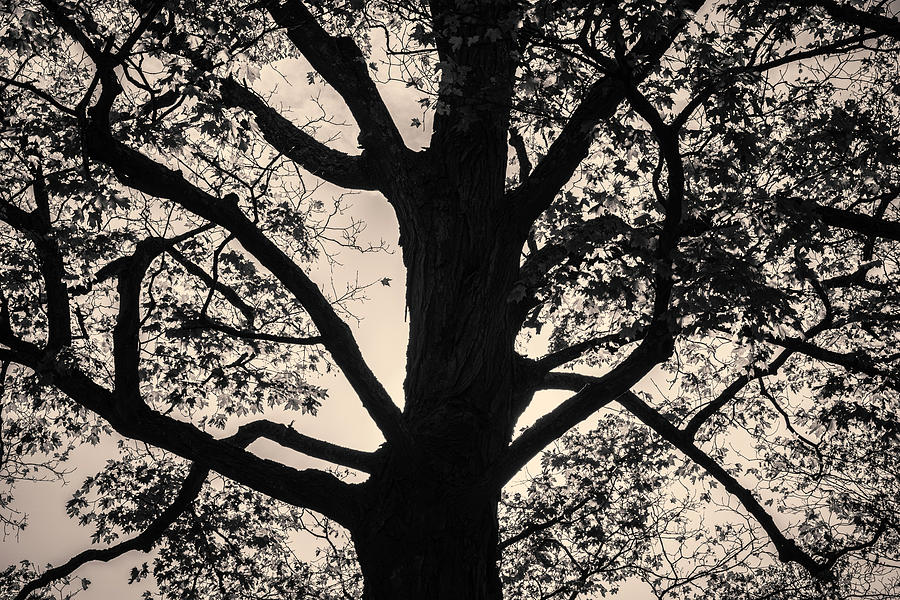 Silhouetted Tree VII Toned Photograph by David Gordon
