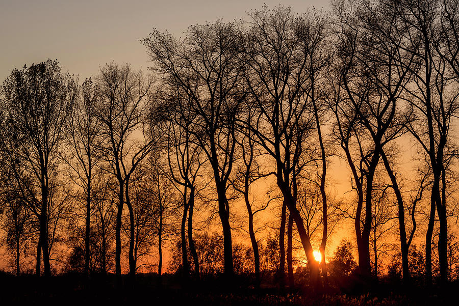 Silhouetted Trees at Sunset #1 Photograph by Arterra Picture Library