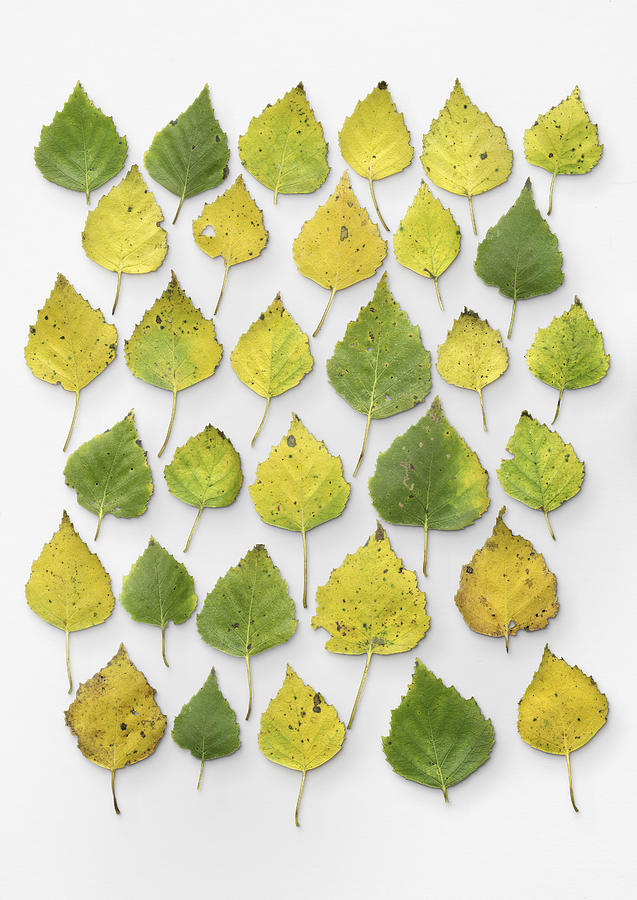 Silver birch leaves #1 Photograph by Matt Walford