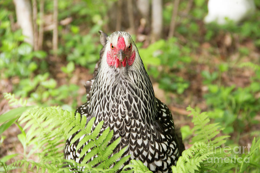 Silver Laced Wyandotte Series 2 Photograph by Jeannette Hunt