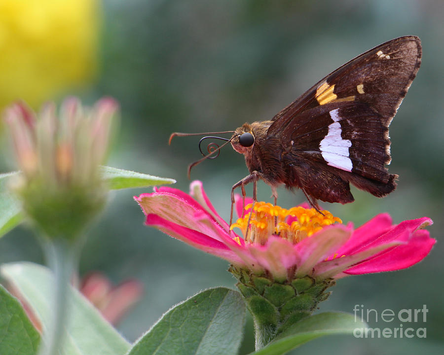 Silver-Spotted Skipper #1 Photograph by Kathy M Krause