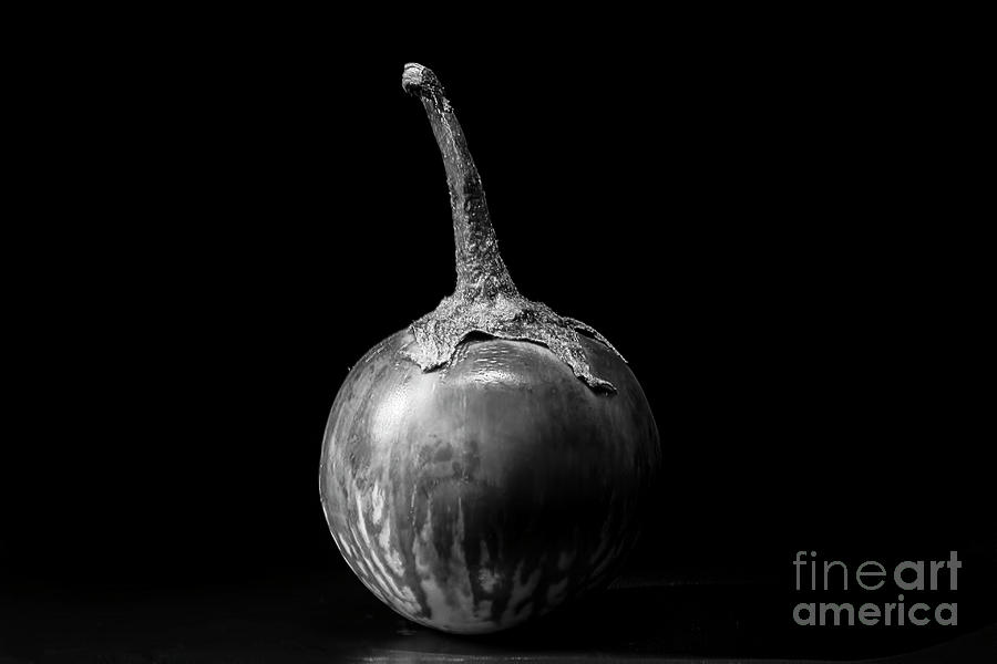 Black And White Photograph - Silver Thai Eggplant #1 by Elisabeth Lucas