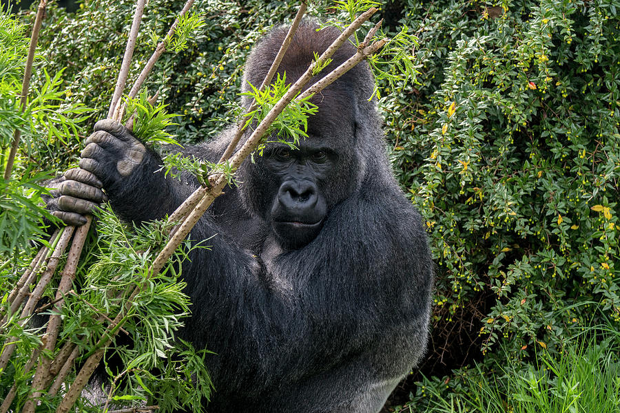 Silverback Gorilla #1 Photograph by Arterra Picture Library