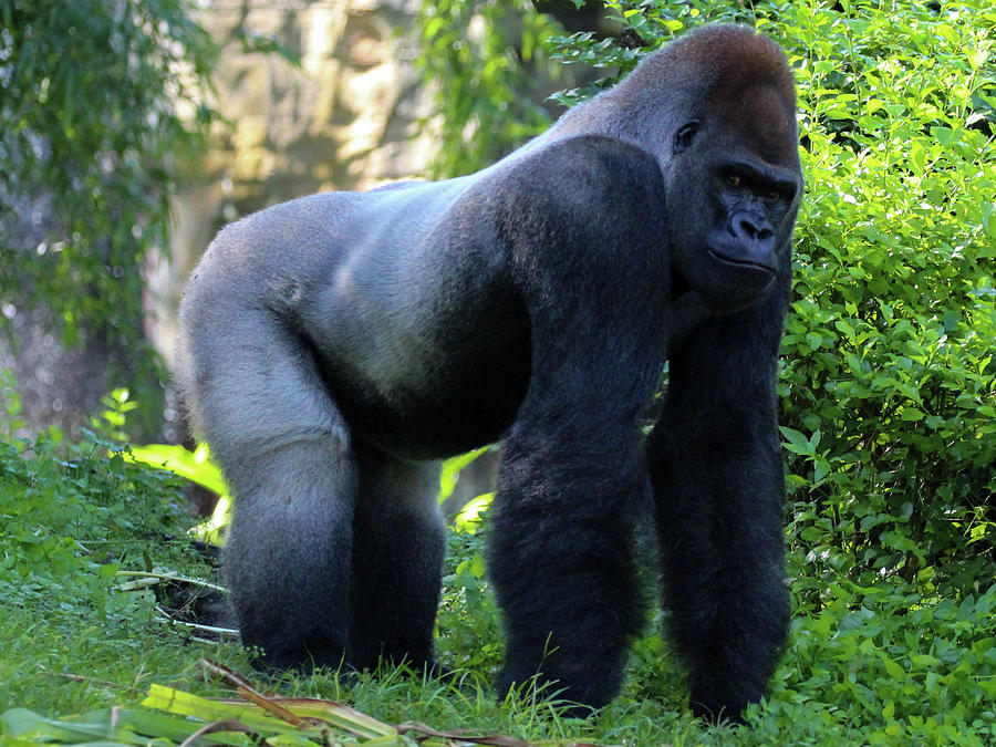 Silverback Gorilla Photograph by Heather Earl - Fine Art America