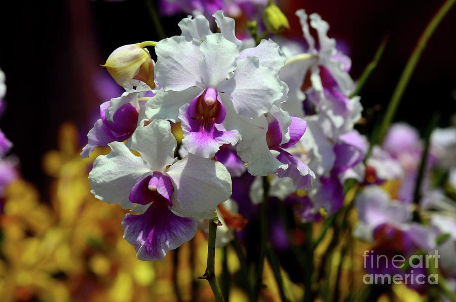Flower Photograph - Singapores National flower purple and white Papilionanthe Miss Joaquim orchid #3 by Imran Ahmed